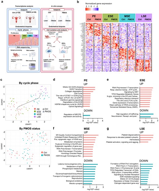 The impact of menstrual cycle phase and BMI on mitochondrial dysfunction in PMOS endometrium