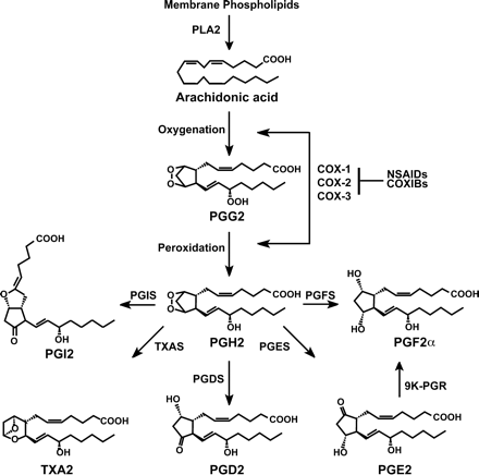 The prostaglandin biosynthetic pathway. PLA2 = phospholipase A2; COX = cyclooxygenase; NSAIDs = non-steroidal anti-inflammatory drugs; COXIBs = COX inhibitors; PGIS = prostacyclin synthase; TXAS = thromboxane synthase; PGDS = PGD2 synthase; PGES = PGE2 synthase; PGFS = PGF2α synthase; 9K-PGR = 9-keto-PGE2 reductase.