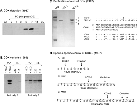 Regulation of cyclooxygenase (COX) expression in pre-ovulatory follicles. (A) First detection of COX expression in rat follicles. Protein extracts were prepared from small antral follicles (SA), from pre-ovulatory follicles (PO) isolated before (0 h) or after (1–12 h) an ovulatory dose of hCG, and from a newly formed corpus luteum (CL; 24 h post-hCG). Results from immunoblot analyses showed the presence of a transient induction of COX after hCG treatment (redrawn and adapted from Hedin et al., 1987). (B) Evidence of distinct COX variants in the ovary. Anti-COX antibodies were produced against purified ovine seminal vesicle COX, and immunoblots were performed on extracts obtained from pre-ovulatory follicles (PO) isolated before (−hCG) or 6 h after ( + hCG) an ovulatory dose of hCG, and from CL obtained on days 15 and 20 of pregnancy. Antibody 2 recognized a COX variant induced in pre-ovulatory follicles isolated after hCG treatment, whereas antibody 3 recognized a COX variant constitutively expressed in all ovarian tissues tested (redrawn and adapted from Wong and Richards, 1991). (C) Purification and characterization of a novel COX isoform. The hCG-induced COX isoform in rat pre-ovulatory follicles (rCOXi) was purified and resolved by one-dimensional SDS–PAGE, transferred to a membrane and stained with Coomassie Blue. Molecular weight markers (MW) and ovine COX (oCOX) were run as standards. Three bands corresponding to immunoreactive rCOXi were used for amino acid microsequencing. Results showed that the purified rat protein was quite different from the ovine, mouse (m) and human (h) COX isoform characterized at the time, but very similar to a novel COX-related cDNA cloned in mice (TIS-10) and chicken (CEF-147) (adapted from Sirois and Richards, 1992). (D) Relationship between time of COX-2 induction, time of ovulation and length of the ovulatory process in rats, cows and mares. Results show that the precise time of COX-2 induction appears related to the species-specific length of the ovulatory process, whereas the interval of time from COX-2 induction to ovulation is highly conserved in these species (adapted from Sirois and Doré, 1997). © 1987, 1991, and 1997, The Endocrine Society, © 1992 The American Society for Biochemistry and Molecular Biology.