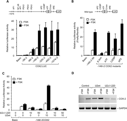 Regulation of the bovine COX-2 promoter in granulosa cells. (A) Deletion analysis of the bovine COX-2 promoter. The bovine COX-2 promoter fragment −1574/−2 (+1 = transcription start site), as well as a series of 5′-deletion mutants, were fused upstream of the firefly luciferase reporter gene (LUC) in the pGL3.Basic vector and transfected into primary cultures of bovine granulosa cells. After transfection, cells were incubated in the absence or presence of forskolin (FSK; 10 mmol/l) for 36 h. Results show that the promoter region located within the first 149 nucleotides upstream of the transcription start site plays a key role in the regulation of the COX-2 promoter in granulosa cells. A schematic representation of the bovine COX-2 promoter with putative consensus cis-elements is shown. (B) Effect of site-directed mutagenesis on bovine COX-2 promoter activity. Plasmid constructs containing the wild type (WT) −149/−2 COX-2 promoter fragment, as well as four site-directed mutants in which point mutations were introduced in the E-box, ATF, C/EBP or AP2 element, were transfected into granulosa cell cultured in the absence or presence of forskolin. Results show that point mutations within the E-box cause a marked decrease in COX-2 promoter activities. (C) Effect of USF-2 on bovine COX-2 promoter activity. Granulosa cells were co-transfected with −149/−2COX2.LUC in the absence or presence of constructs expressing full length wild type bovine USF-2 (U2wt) or an amino-terminal truncated form of USF-2 lacking the first 220 amino acids (U2D1-120). U2D1-120 was designed to contain dimerization and DNA binding domains, but to lack transcription activating domains. Results show that transfections with U2wt alone led to a marked increase in promoter activities, whereas U2D1-120 acted as a dominant negative mutant and blocked endogenous and U2wt-stimulated COX-2 promoter acitivties. (D) Effect of USF-2 on COX-2 transcript expression. Granulosa cells were first transfected with U2wt or U2D1-120, and then cultured for 24 h in the absence or presence of forskolin. RNA samples were prepared and changes in COX-2 and GAPDH (control gene) were analysed by RT–PCR. Results reveal that U2wt overexpression increases, whereas U2D1-120 overexpression represses, COX-2 transcript. (Adapted from Liu et al., 1999; Sayasith et al., 2004.) © 1999 and 2004, The American Society for Biochemistry and Molecular Biology.