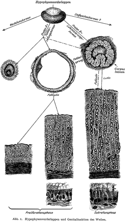 Zondek's illustration of the relationship between the hypothalamus, pituitary, ovaries, and endometrium (Zondek, 1930). Reprinted by permission from Zondek (1930), Ueber die Hormones des Hypophysenvorderlappens. Klin Wochenschrift 9,245–248, Copyright Springer Verlag.