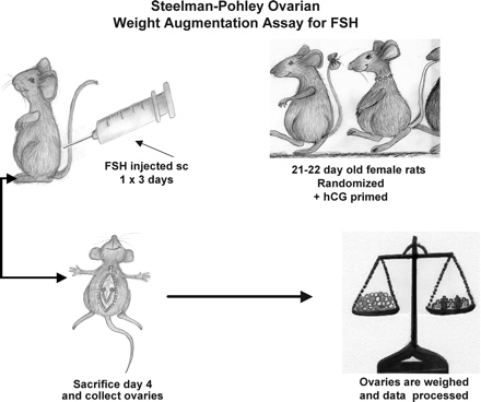 Diagrammatic illustration of the Steelman–Pohley FSH bioassay. A group of immature rats is injected subcutaneously with hCG, and then injected with the international standard of FSH once daily for 3 days; a second group of animals is injected with the same amount of hCG, and then with the preparation to be tested once daily for 3 days. Autopsy is performed 72 h after the first injection, at which time the ovaries are dissected and weighed.