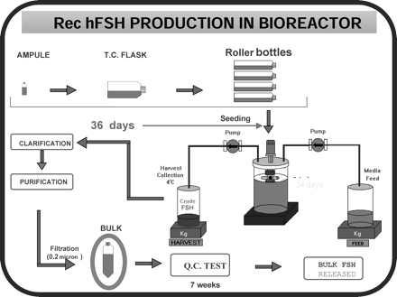 Preparation of recombinant human FSH. An aliquot from the selected clone of Chinese hamster ovary cells is first grown in T-flasks, then subcultured into roller bottles and allowed to expand for up to 36 days. The cells are then mixed with a suspension of microcarrier beads and transferred to a bioreactor vessel with continuous culture media infusion for an average duration of 34 days. The harvested ‘crude FSH’ is stored at 4°C until purification. The final product is released after extensive quality control testing over a period of 7 weeks.