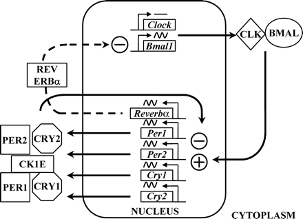 Schematic of the primary loops of clock gene transcription factor rhythms. Positive drive is afforded by the CLK/BMAL1 heterodimer complex which initiates transcription of per1, per2, cry1 and cry2. Proteins from these genes in complex with casein kinase 1E inhibit CLK/BMAL1 induction. Meanwhile, REV ERBα protein inhibits Bmal1 transcription. Clock expression is normally constitutive while Bmal1 is rhythmic and in antiphase to the period and cryptochrome gene expression. A secondary loop not shown here involves dec1 and dec2 (Honma and Honma, 2003).