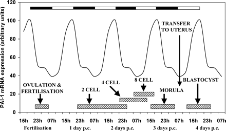 The relationship between the stages of mouse embryo development, the light dark cycle and oviduct expression of a putative embryo protective gene, pai-1. The light/dark cycle is illustrated by the closed and open bars at the top of the figure. The stages of embryo development are approximate boundaries of the various transitions. The graph shows the hypothetical pai-1 mRNA rhythm in the oviduct during early pregnancy, based on a study in rat oviduct (Kennaway et al., 2003b). PAI-1 is an example of many proteins expected to be rhythmically secreted into the oviduct that affect embryo development. It might be expected that perturbations in oviduct/uterus rhythmicity will alter embryo development. Similarly transfer of embryos to the oviduct/uterus at an inappropriate time of day for the stage of development may also compromise the embryo.