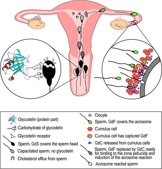  Many roles of glycodelin isoforms in sperm function Spermatozoa undergo several changes that have to be regulated in a timely manner before fertilization. Various glycoforms of glycodelin are involved in the regulation of these changes. After ejaculation the spermatozoa are covered by glycodelin-S (GdS) from seminal plasma, resulting in inhibition of premature capacitation and the capacitation-related cholesterol efflux from the sperm cells (  Chiu et al. , 2005  ). During migration in the Fallopian tube the spermatozoa will bind glycodelin-F (GdF) that inhibits sperm–oocyte binding and premature acrosome reaction (  Chiu et al. , 2003a  ). Glycodelin is captured from the spermatozoa by the cumulus cells that convert it to glycodelin-C (GdC). This glycoform enhances sperm–oocyte binding, and inhibition of the acrosome reaction is removed. The fertilizing spermatozoon is likely to be free of inhibitory forms of glycodelin. All the above activities of glycodelin are dependent on its specific glycosylation patterns. 