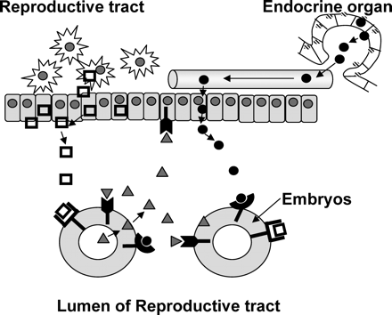 The sources of embryotrophic ligands.
