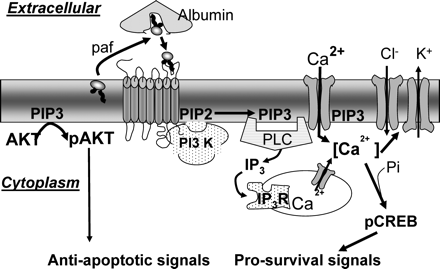 The known pathways of signal transduction by an autocrine embryotrophin.