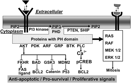 Canonical Actions of PI3 kinase.