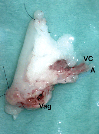 A mouse uterus ex vivo at backtable preparation. VC, vena cava; A, aorta; Vag, vaginal rim.