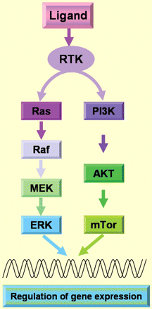 RTK pathways. Different growth factors (EGF, HB-EGF, PDGF, IGF, TGF-α, VEGF, aFGF, bFGF) can act as ligand of the RTK and therefore two different signalling cascades such as Ras-Erk/MAPK and P13K-AKT-mTor pathways can be activated. RTK, receptor tyrosine kinases; EGF, epidermal growth factor; HB-EGF, heparin-binding EGF-like growth factor; PDGF, platelet-derived growth factor; IGF, insulin-like growth factor; TGF-α, transforming growth factor-α; VEGF, vascular endothelial growth factor; aFGF, acidic fibroblast growth factor; bFGF, basic fibroblast growth factor; MAPK, mitogen-activated protein kinase; P13K, phosphatidylinosite-3 kinase.