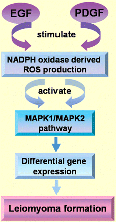 EGF and PDGF signalling in leiomyoma formation through MAPK pathway. NADPH oxidase-derived ROS have been shown to be a critical component of the MAPK pathway of EGF and PDGF signalling in leiomyoma smooth muscle cell proliferation. ROS, reactive oxygen species.