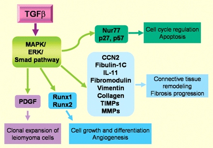 Local regulatory proteins that mediate some of the actions of TGF-β in human myometrium and leiomyoma. TGF-β acts through MAPK/ERK/Smad pathway, regulates the expression of different genes and thereby modulates different actions (in the squares) that may contribute to the leiomyoma formation.