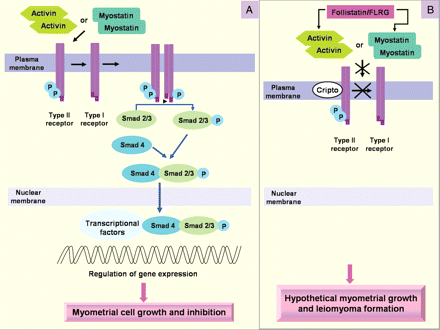 Activin and myostatin transduction signalling (A) and binding proteins (B) in myometrial system. Activin or myostatin first binds to type II receptors, and only binds type I receptors once bound to type II receptors. Within the receptor complex, type II receptors phosphorylate, and thereby activate, type I receptors, which in turn phosphorylates intracellular substrates such as the Smad proteins which mediate transcriptional regulation of activin target genes. Activin signalling is also regulated by several membrane (Cripto) and extracellular factors, including the activin-binding proteins, follistatin and FLRG. The higher expression of the binding proteins in leiomyoma may produce reduced sensitivity to the anti-proliferative effects of activin and myostatin on myometrial cells and therefore contribute to leiomyoma formation.