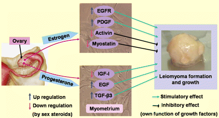 Steroid hormone regulation of growth factors and effects of the growth factors on leiomyoma formation. Estrogen and progesterone, produced by the ovary, regulate the expression levels of different growth factors in the myometrium. The growth factors are considered the ultimate effectors of the steroid hormone actions because they have stimulatory or inhibitory effects on cell proliferation and probably leiomyoma formation.