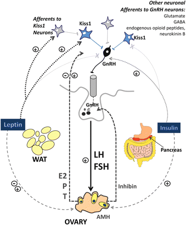 Neuroendocrine regulation of the HPG axis, with special attention to the roles of gonadal and metabolic factors and the involvement of Kiss1 neurons. The pituitary gonadotrophins LH and FSH are the major driving force of ovarian development and cyclic function from puberty onwards. In turn, pulsatile secretion of gonadotrophins is driven by the hypothalamic decapeptide GnRH, whose release is stimulated by kisspeptins produced by discrete populations of Kiss1 neurons (among other factors). Ovarian steroids, mainly estradiol (E2) and progesterone (P) but also testosterone (T) and peptides such as inhibins, provide feedback to the upper levels of the HPG axis and dynamically regulate GnRH and/or gonadotrophin secretion; sex steroids have negative- or positive-feedback effects depending on the stage of the cycle. Other secretory products of the ovary include AMH, which provides a reliable estimate of small, growing follicles. In turn, metabolic hormones, such as leptin from white adipose tissue (WAT) and insulin from the pancreas, participate in the control of the HPG axis. Many of the effects of these metabolic factors are mediated at the central (hypothalamic) level, where leptin, either directly or indirectly, modulates Kiss1/kisspeptin expression (the indirect leptin action is denoted by as yet uncharacterized neurons up-stream of the Kiss1 neurons). Moreover, Kiss1-independent actions of leptin on the GnRH neurons have been suggested (not depicted). In turn, insulin may directly regulate the function of GnRH neurons. In addition, the direct ovarian effects of leptin and insulin may contribute to the metabolic regulation of female gonadal function. Note that the different populations of Kiss1 neurons (i.e. ARC versus AVPV) are not distinguished in this scheme. Note also that other important neuronal populations and neurotransmitters, including glutamate, GABA, NPY and POMC-derived peptides, are involved in the neuroendocrine control of the HPG axis but for the sake of simplicity are not depicted here. For further details, see Sections ‘Overview of the hypothalamic–pituitary–gonadal axis, focusing on the control of gonadotropins’ and ‘Reproductive impairment in animal models of T1D’.