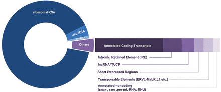 Composition of spermatozoal RNAs. The distribution of the various classes of RNAs as determined by RNA-seq is shown. The most abundant class is ribosomal RNAs followed by mitochondrial RNA (mitoRNAs), annotated coding transcripts, small non-coding RNAs (snc-RNAs), intronic retained elements, lnc-RNAs and Transcribed regions of Unknown Coding Potential (TUCP), short expressed regions, transposable elements and annotated non-coding RNAs, including snars, sno, pri-mir and RNU.