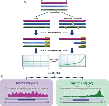 The degree of transcript fragmentation can influence the sequencing profile after Poly(A+) selection. (A) Intact RNA shows minimal 3′ bias, even with poly(A+) selection. However, transcripts which are biologically fragmented (i.e. prior to the typical fragmentation step of most RNA-seq protocols) show significant 3′ end profile bias as selection preferentially retains the 3′ poly(A+) containing ends. (B) For example, SPACA4, exhibits fairly even coverage across transcript length in testes, and marked 3′ bias in sperm.