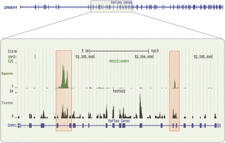 Sperm intronic retained elements. The structure of DNAH1 is shown in the upper panel. The sequence reads obtained from sperm (green) and testes (black) RNA-seq within the highlighted region are shown (lower panel). The levels of specific intronic sperm RNAs are enhanced, while the coding regions of this transcript are absent in sperm. In equivalently sequenced testes samples, these intronic regions are underrepresented and resemble levels observed across the complete transcript (note y-axis). (See Supplementary data, Fig. S2 for more details.)