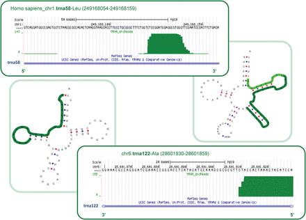 Enrichment of mse-tRNA fragments in human sperm samples. Short read alignment to specific tRNAs is highlighted in the dark green box. Significant enrichment of fragments corresponding to particular regions of each tRNA is observed. The corresponding region within each folded structure is marked in green. The upper panel highlights the enrichment of the 3′ fragment of tRNA58Leu. Lower panel, enrichment of the 5′ fragment of tRNA122-Ala.