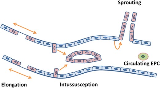 Mechanisms of blood vessel formation. Schematic representation of the four mechanisms of blood vessel formation: angiogenesis by sprouting, intussusception and elongation and incorporation of circulating endothelial progenitor cells (EPC) by vasculogenesis. Quiescent endothelial cells are depicted in blue, proliferating endothelial cells are depicted in pink and endothelial progenitor cells are depicted in green.