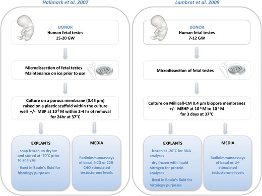 Comparative representation of human fetal testis explant culture models. The protocols are summarized from the original publications by Hallmark et al. (2007) and Lambrot et al. (2009). MBP, mono-n-butyl phthalate; MEHP, mono-(2-ethylhexyl) phthalate; LH, luteinizing hormone; 22R-CHO, 22R-hydroxycholesterol; GW, gestational week.