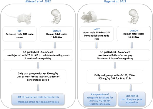 Comparative representation of human fetal testis xenograft models. The protocols are summarized from the original publications by Mitchell et al. (2012) and Heger et al. (2012). DBP, di-n-butyl phthalate; MBP, monobutyl phthalate; GW, gestational week.