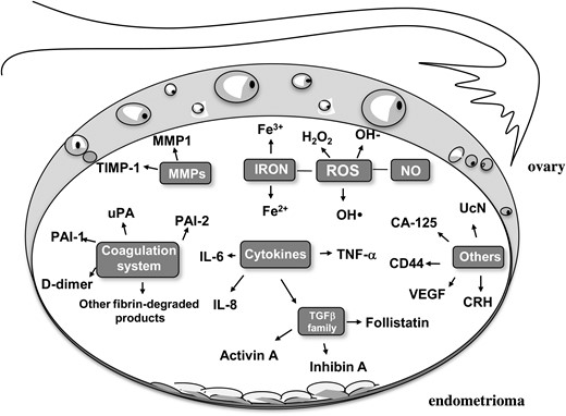 The ‘toxic’ network of endometrioma fluid. MMP1, Matrix metalloproteinase 1; TIMP-1, metalloproteinase tissue inhibitor 1; uPA, urokinase plasminogen activator; PAI-1, plasminogen activator inhibitor-1; PAI-2, plasminogen activator inhibitor-2; UcN, urocortin; CRH, corticotrophin-releasing hormone; VEGF, vascular endothelial growth factor; TNF-α, tumor necrosis factor alpha; IL-6, interleukin 6; IL-8, interleukin 8; TGF-β, transforming growth factor beta: ROS, reactive oxygen species; H2O2, hydrogen peroxide.
