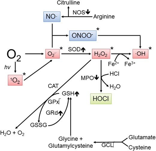 Pathways showing the conversion of molecular oxygen to reactive oxygen and nitrogen species. An estimated 1–4% of the O2 inhaled is eventually converted to reactive products. When produced in excess, free radicals and other derivatives of oxygen are highly destructive to peripheral reproductive tissues. A single electron reduction of melatonin generates the superoxide anion radical (O2•–) which is either quickly metabolized by superoxide dismutase (SOD) to hydrogen peroxide (H2O2) or it couples with nitric oxide (NO•) to produce the peroxynitrite anion (ONOO–). H2O2 is transformed to the hydroxyl radical (•OH) in the presence of transition metals, represented here by iron. O2 can also be converted to singlet oxygen (1O2), a less common but toxic species. O2•–, 1O2, H2O2 and •OH are often classified as reactive oxygen species (ROS), whereas NO• and ONOO– are classified as reactive nitrogen species (RNS). Of these products, the •OH and ONOO– are considered the most reactive and damaging. The items marked with an asterisk are scavenged by melatonin and/or its metabolites. The up and down arrows associated with the enzymes indicate whether the action of melatonin is either stimulatory or inhibitory to its activity, respectively. H2O2 is metabolized via several routes which eventually leads to the production of non-toxic species. CAT, catalase; GCL, glutamyl cysteine ligase; GPx, glutathione peroxidase; GRd, glutathione reductase; GSSG, glutathione disulfide; HOCl, hypochlorous acid; MPO, myeloperoxidase; NOS, nitric oxide synthase.