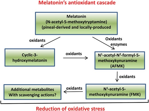 In what is referred to as the antioxidant cascade, melatonin and its metabolites function in the reduction of oxidative stress. Melatonin is a powerful antioxidant due to its ability to neutralize toxic-free radicals in both the mother and the fetus. The metabolism of melatonin is a continuum when it functions as a radical scavenger such that each metabolite, like melatonin, also detoxifies radical species. This pathway is referred to as melatonin's antioxidant cascade. In this process, not only melatonin—but also cyclic 3-hydroxymelatonin (cyclic-3OH-melatonin), N1-acetyl-N2-formyl-5-methoxykynuramine (known as AFMK) and N1-acetyl-5-methoxykynuramine (known as AMK)—all function as radical scavengers. Finally, preliminary findings indicate that the molecule(s) produced when AMK neutralizes radicals may also function as a scavenger(s). Among the metabolic products listed, cyclic-3OH-melatonin and AMK may actually be more effective radical scavengers than melatonin itself. Thus, melatonin could be referred to as a pro-antioxidant or pro-drug.