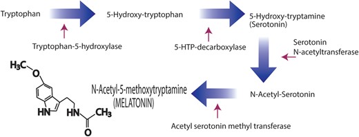 Conversion of the amino acid, tryptophan, to the indoleamine, melatonin, as documented in the pineal gland. This pathway is also utilized by a large number of other cells, including some in the peripheral reproductive system, to generate melatonin that is used locally to protect the cells from toxic-free radicals, among other functions. The villous cytotrophoblasts and the syncytiotrophoblasts from the human placenta also contain the two enzymes that metabolize serotonin to melatonin, i.e. serotonin N-acetyltransferase and N-acetylserotonin methyltransferase (also referred to as hydroxylindole-O-methyltransferase).