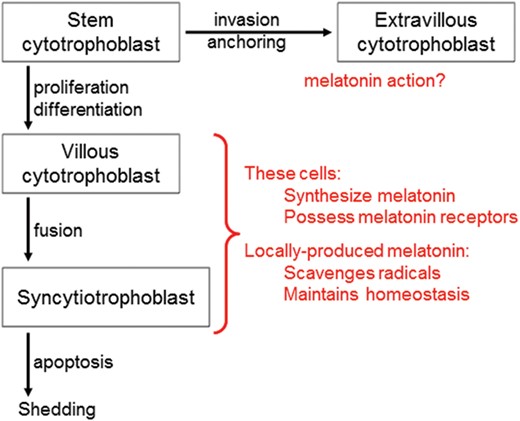 The functions of locally produced melotonin in the villous cytotrophoblasts of the placenta. The enzymatic machinery required for the synthesis of melatonin has been identified in the human villous cytotrophoblasts and in the syncytiotrophoblasts. Although clock genes have been identified in the placenta, whether there is a 24-h rhythm in melatonin production in this tissue is yet to be examined. The classic membrane receptors, MT1 and MT2, for this indoleamine are also present in the placenta. Locally generated melatonin likely functions in the protection of the placenta from oxidative stress employing both receptor-dependent and receptor-independent processes. Additionally, melatonin probably reduces the loss of villous cytotrophoblasts by preventing apoptosis of these cells; melatonin's anti-apoptotic actions are well known in normal cells. Via its influence on cell survival, melatonin presumably maintains the stable turnover of the syncytiotrophoblast. Whether melatonin has any actions at the level of the extravillous trophoblasts, especially during invasion of the uterine wall should be examined.