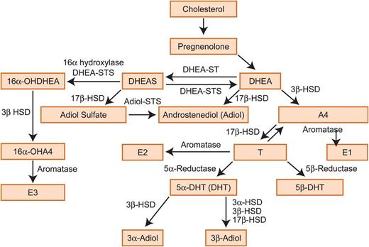 Testosterone metabolism. DHEA, dehydroepiandrosterone; DHEAS, dehydroepiandrosterone sulphate, A4, androstenedione; T, testosterone; E1, estrone; E2, estradiol; E3, estriol; 3α-HSD, 3-α-hydroxysteroid dehydrogenase/Δ-5-4 isomerase; 3β-HSD, 3-β-hydroxysteroid dehydrogenase/Δ-5-4 isomerase; 17β-HSD, 17β-hydroxysteroid dehydrogenase; 3α-Adiol, 5α-androstane-3α, 17β-diol; 3β-Adiol, 5α- androstane-3β,17β-diol; DHT, dihydrotestosterone; STS, sulphatase; ST, sulfotransferase; 16α-OH, 16α-hydroxy.
