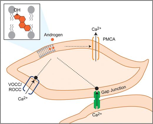 Hypothetical targets of androgens in modulation of MSMC relaxation. Androgens are hypothesized to interact with contractile machinery of MSMCs via penetration into the lipid bilayer. This might promote PMCA to induce rapid Ca2+ efflux, block VOCCs and ROCCs and impair IGJC via effects on the gap junctions. PMCA, Ca2+ ATPase; VOCC, voltage-operated Ca2+ channels; ROCC, receptor-operated Ca2+ channels; IGJC, intercellular gap junctional communication.