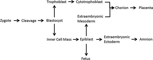 Cell lineage from zygote (1 cell) stage to the fetus, including extraembryonic materials of the extraembryonic mesoderm (EEM) and cytotrophoblast (adapted from Crane and Cheung, 1988; Delozier-Blanchet, 1991).