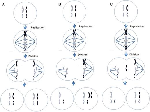 Different mechanisms leading to chromosome malsegregation in humans. For each figure, two different chromosomes are present, black chromosomes are paternal in origin and white are maternal in origin. (A) Proper segregation of chromosomes during mitosis. (B) A mitotic non-disjunction event in a paternal chromosome. (C) An anaphase lagging event involving a paternal chromosome. (D) A trisomy rescue event involving a paternal chromosome. (E) An endoreplication event involving a paternal chromosome. (F) A trisomy rescue event with uniparental disomy in the paternal chromosomes.