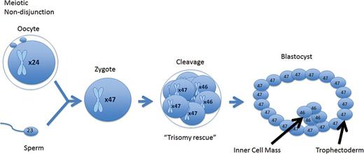 A meiotic error that is corrected at the cleavage stage resulting in a mosaic cleavage-stage embryo. When forming a blastocyst, the mosaic cell line is isolated to the trophectoderm, while the euploid cell line is isolated to the inner cell mass.