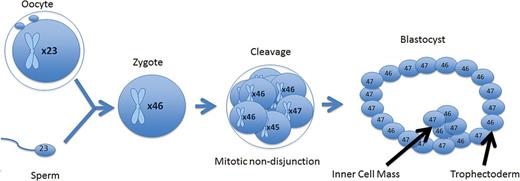A mitotic error at the cleavage stage that resulted in a mosaic cleavage-stage embryo. When forming a blastocyst, the mosaic cell line does not become isolated and persists throughout the trophectoderm and inner cell mass.