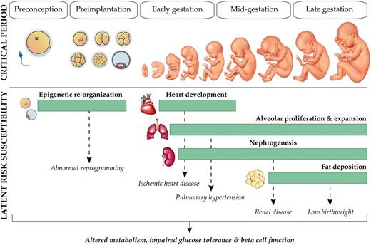 Critical period of developmental sensitivity. Schematic illustrating the windows of human pregnancy most susceptible for influencing the development of components of metabolic syndrome later in life. Metabolic stress, including defects in glucose handling, is a common outcome of stress in utero and is less dependent on the specific timing of the stress occurrence. In addition to increased vulnerability during organogenesis, the preimplantation period is a time of extensive epigenetic remodeling and therefore may be particularly susceptible to stress.