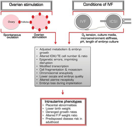 Mechanisms by which ART procedures affect acute and long-term growth. Both ovarian stimulation with exogenous gonadotrophins as well as assorted components of IVF and embryo culture conditions, including oxygen tension, culture medium composition, culture substrate rigidity, pH and the duration of embryo culture, can affect oocyte and embryo developmental competence. This can lead to epigenetic errors, cell mosaicism and ploidy defects, while also inducing adjustments to embryo metabolism, transcription and proliferation. Cumulatively, these acute outcomes can influence intrauterine growth kinetics, leading to the fetal and placental phenotypes observed in ART offspring, and possibly subsequent increased risk of metabolic disease in adulthood. ICM, inner cell mass; TE, trophectoderm.