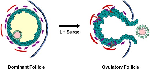 Structural changes in the dominant follicle during ovulation. Before the LH surge, the oocyte (pink) is surrounded by the zona pellucida (gray) and tight cumulus granulosa cells (light green); mural granulosa cells (dark green) surround the follicular fluid (yellow). Outside the granulosa cell basement membrane (gray), stromal components include theca cells (purple) and small vessels (red). The follicle apex is covered by the ovarian surface epithelium (blue). In response to the LH surge, the oocyte resumes meiosis and produces the first polar body. The cumulus expands and detaches from the mural granulosa cells. Luteinization includes hypertrophy of granulosa cells and invasion of theca cells and new vessels into the granulosa cell layer. A breach in the ovarian surface epithelium, underlying stroma, and mural granulosa cells results in rupture at the follicle apex. Mural granulosa cells protrude through the rupture site to form an ovulatory stigmata. The ovulatory canal permits release of the cumulus-oocyte complex (COC).