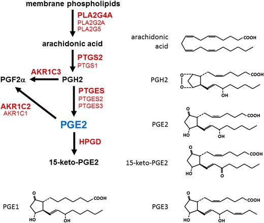 Enzymes involved in PGE2 synthesis and metabolism. Arachidonic acid is cleaved from membrane phospholipids by a phospholipase A2 (PLA2). A cyclooxygenase (PTGS1 or PTGS2) converts arachidonic acid to prostaglandin H2 (PGH2). PGH2 can be converted to PGE2 by a PGE2 synthase (PTGES) or to PGF2α by aldo-keto reductase 1C3 (AKR1C3). PGE2 is metabolized to PGF2α by an enzyme with 9-keto reductase activity (AKR1C1 or AKR1C2). PGE2 is metabolized to 15-keto-PGE2 by prostaglandin dehydrogenase (HPGD). For each conversion, enzyme listed in boldface is the predominant form in the ovulatory follicle. Molecular structures are provided to highlight the conversion made by each enzyme. PGE1, PGE2 and PGE3 are distinguished by the number of double bonds in the molecular structure.