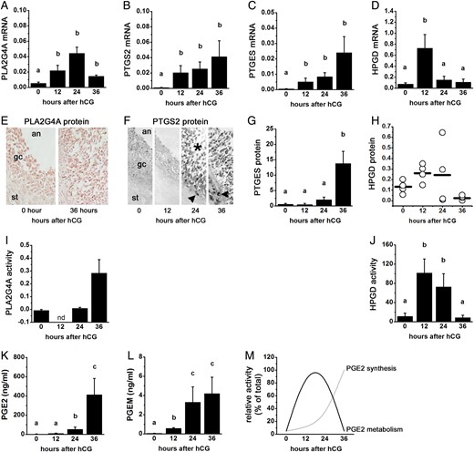 PGE2 synthesis and metabolism enzyme mRNA, protein, and activity in primate ovulatory follicles. All cells and tissues were obtained after ovarian stimulation before (0 h) and 12, 24, or 36 h after administration of an ovulatory dose of hCG. Ovulation is anticipated 37–42 h after the ovulatory gonadotrophin stimulus, so cell/tissue collections at times 0–36 h after hCG span the ovulatory period. Levels of mRNA (A–D), protein (E–H) and activity (I and J) for PLA2G4A (A, E and I), PTGS2 (B and F), PTGES (E and G), and 15-hydroxyprostaglandin dehydrogenase (HPGD) (D, H and J) in monkey granulosa cells are shown. PGE2 (K) and 15-keto PGE2 metabolites (PGEM; L) levels in follicular fluid from monkey ovulatory follicles are shown. (M) Relative levels of PGE2 synthesis and PGE2 metabolism enzyme activities indicate that metabolism predominates early in the ovulatory period while synthesis predominates late in the ovulatory period. In (A)–(D), (G), and (I–L), groups with no common letters (a,b,c) are different by analysis of variance and appropriate post hoc analysis. In (E) and (F), an = antrum, gc = granulosa cell, st = stroma, asterisk indicates luteinizing granulosa cell layer, arrowhead indicates stromal (possibly theca) cell immunopositive for PTGS2. In (I), nd = not determined. See text for details; republished with permissions from Duffy and Stouffer (2001), Duffy et al. (2005a, b, c) and Duffy (2011).