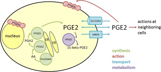 PGE2 synthesis, action, transport and metabolism in granulosa cells. PGE2 is synthesized by the enzymes PLA2G4A, PTGS2, and PTGES which are associated with intracellular membranes including the endoplasmic reticulum (ER). Intermediates in PGE2 synthesis include arachidonic acid (AA) and PGH2. Functional PGE2 receptors (PTGERs) can be located in the plasma membrane or nuclear envelope, so both intracellular and extracellular PGE2 can bind to receptors and initiate signal transduction. PGE2 can exit and enter a cell via passive diffusion through the plasma membrane or facilitated diffusion via transporters such as SLCO2A1 and MRP4. Bioactive PGE2 is converted to the inactive PGE metabolite 15-keto-PGE2 through the activity of the cytoplasmic enzyme HPGD.