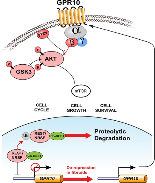Loss of REST in leiomyomas leads to overexpression of GPR10. In the myometrium, expression of the transcriptional repressor and tumor suppressor, REST, normally represses expression of GPR10. In uterine leiomyomas, REST protein is down-regulated, which leads to GPR10 expression becoming de-repressed and overexpression at the cell surface. Increased GPR10 activity leads to downstream signaling via PI3K/AKT/mTOR and other mechanisms of cellular proliferation, growth and survival (Used with permission (Varghese et al., 2013)).