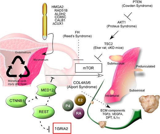 Schematic composite representation of factors thought to be involved in leiomyoma development and growth. Menstrual cycle-related injury and repair, and coinciding hormonal cycling, affects myometrial stem cells that at a certain stage of fibroid development can obtain cytogenetic aberrations mostly involving HMGA2 and RAD51B. MED12 mutations are highly prevalent and specific for uterine fibroids; this transcription factor interacts with mTOR, which itself appears to be a central component of the pathogenesis of fibroids. Possible control of MED12 activity by REST and CTNNB1 are indicated. In fibroids, local dysregulation of extra cellular matrix composition and interaction occurs in which dermatopontin and TGF-β are essential actors. Estrogens, progestins and retinoic acid appear to be involved in both the etiology of the disease as well as progression. The fibrosis syndromes (Reed's, Cowden, Proteus) which affect mTOR activity are shown, along with Alport Syndrome and the TSC2 rodent models. CUX1, cut-like homeobox 1; AKT1, v-akt murine thymoma viral oncogene homolog 1; ALDH2, aldehyde dehydrogenase 2; CALB1, calbindin 1; COL4A5/6, collagen type IV α5 and α6 chain; COX6C, cytochrome C oxidase subunit VIc; CTNNB1, catenin (cadherin-associated protein), beta 1, 88 kDa; DPT, dermatopontin; E2, estradiol, ECM, extracellular matrix; FH, fumarate hydratase; GRIA2, glutamate receptor, ionotropic; AMPA 2HMGA2, high-mobility group AT-hook 2; IL-1α, interleukin-1 alpha; MED12, mediator complex subunit 12; mTOR, mammalian target of rapamycin; P4, progesterone; PTEN, phosphatase and tensin homolog; RA, retinoic acid; RAD51B, RAD51 recombinase; REST, RE1-silencing transcription factor; TGFβ, transforming growth factor beta; TSC2, tuberous sclerosis 2; VEGFA, vascular endothelial growth factor A.
