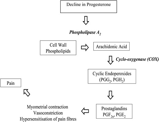 The arachidonic acid cascade displaying the cyclo-oxygenase (COX) pathway, the biosynthesis of cyclic endoperoxides (PGG2 and PGH2) and finally the synthesis of prostaglandins (PGF2α and PGE2). Prostaglandins F2α and E2 mediate myometrial contractions, vasoconstriction, hypersensitization of pain nerve fibers and, ultimately, pain. Enzymes are shown in bold italics.