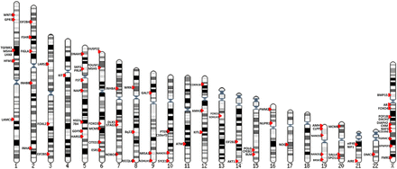 Schematic representation of chromosomal location of plausible genes associated with primary ovarian insufficiency.