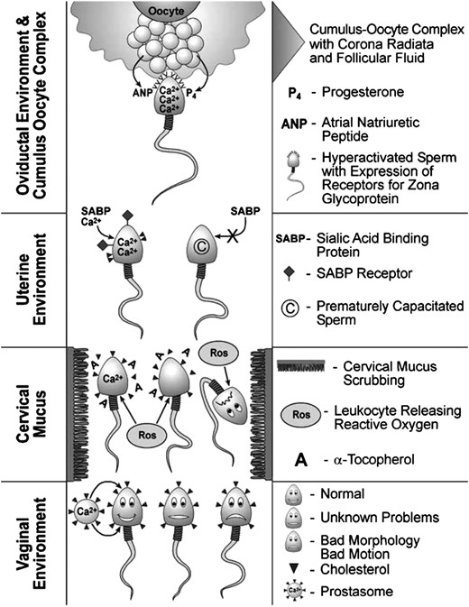 The biological basis for human capacitation. Semen contains secretions from accessory glands, e.g. calcium-containing prostasomes from the prostate, and a heterogeneous sperm population comprised of normally functioning sperm, sperm of questionable function and dysfunctional sperm. Sperm migrate from the membrane-stabilizing, sterol-enriched seminal plasma and acidic vaginal environment into the cervical mucus. Sperm plasma membranes are scrubbed by the ultrastructural elements in the mucus, facilitating the removal from the plasma membrane of adsorbed molecules and sterols. Leukocytes infiltrate the cervical mucus coincident with sperm entry. Leukocytes produce reactive oxygen molecules that have a pro-capacitating influence on normally functioning sperm and a deleterious influence on dysfunctional sperm, facilitating the removal of the latter from the fertilizing sperm population. With the removal of poor quality and dysfunctional sperm, the widely heterogeneous sperm population that entered the cervical mucus has been made somewhat more homogenous upon exit from the mucus and entry into the uterine environment. While the time sperm spend resident in the uterus is likely to be brief, due in part to uterine contractions that propel sperm to the fundus, there is ample opportunity for additional and necessary changes to occur. The sperm plasma membrane is undergoing dynamic changes with the formation of ordered lipid microdomains and sterol removal, facilitated by uterine sterol sulphatase. Consequences of regionalization and removal of sterols are (i) increased permeability to ions such as Ca2+ and (ii) the expression of receptors and binding of stimulatory ligands, such as sialic acid-binding protein. The migrating sperm population becomes more homogenous with the selection out of prematurely capacitating and dysfunctioning sperm. Upon arrival into the oviduct ipsilateral to the ovulatory follicle, sperm are introduced to an environment with a diverse cellular and hormonal composition. With progression to the ampullary region of the oviduct, sperm detect the scent of the oocyte through the action of chemoattractant molecules, e.g. atrial natriuretic peptide, secreted by the COC complex. Progesterone, adjacent and adsorbed to the cumulus, initiates inward Ca2+ transients that bring sperm intracellular Ca2+ concentrations to threshold levels for acrosome reaction stimulation by zona pellucida glycoproteins. The, perhaps, dozen sperm reaching the zona are likely to be very homogeneous with respect to the fully functional signal transduction mechanisms and motility characteristics necessary for fertilization. Thus, it is likely that the sperm that eventually fertilizes the oocyte has one attribute the others did not—luck. Reprinted with permissions from De Jonge (2005).