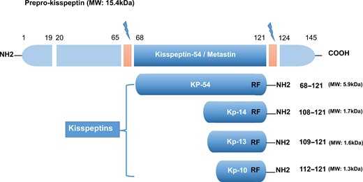 The major structure of kisspeptins in humans, the peptides encoded by theKISS1gene. All kisspeptins are the products generated by the cleavage of a common precursor named prepro-kisspeptin. The prepro-kisspeptin is a 145-amino acid peptide, which is further cleaved into the following four peptides with lower molecular weights: KP-54, KP-14, KP-13 and KP-10. All kisspeptins contain the RF-amide motif that can bind and activate KISS1R. This figure is modified from Pinilla et al. (2012); Hu et al. (2017).
